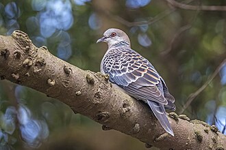 Oriental turtle dove